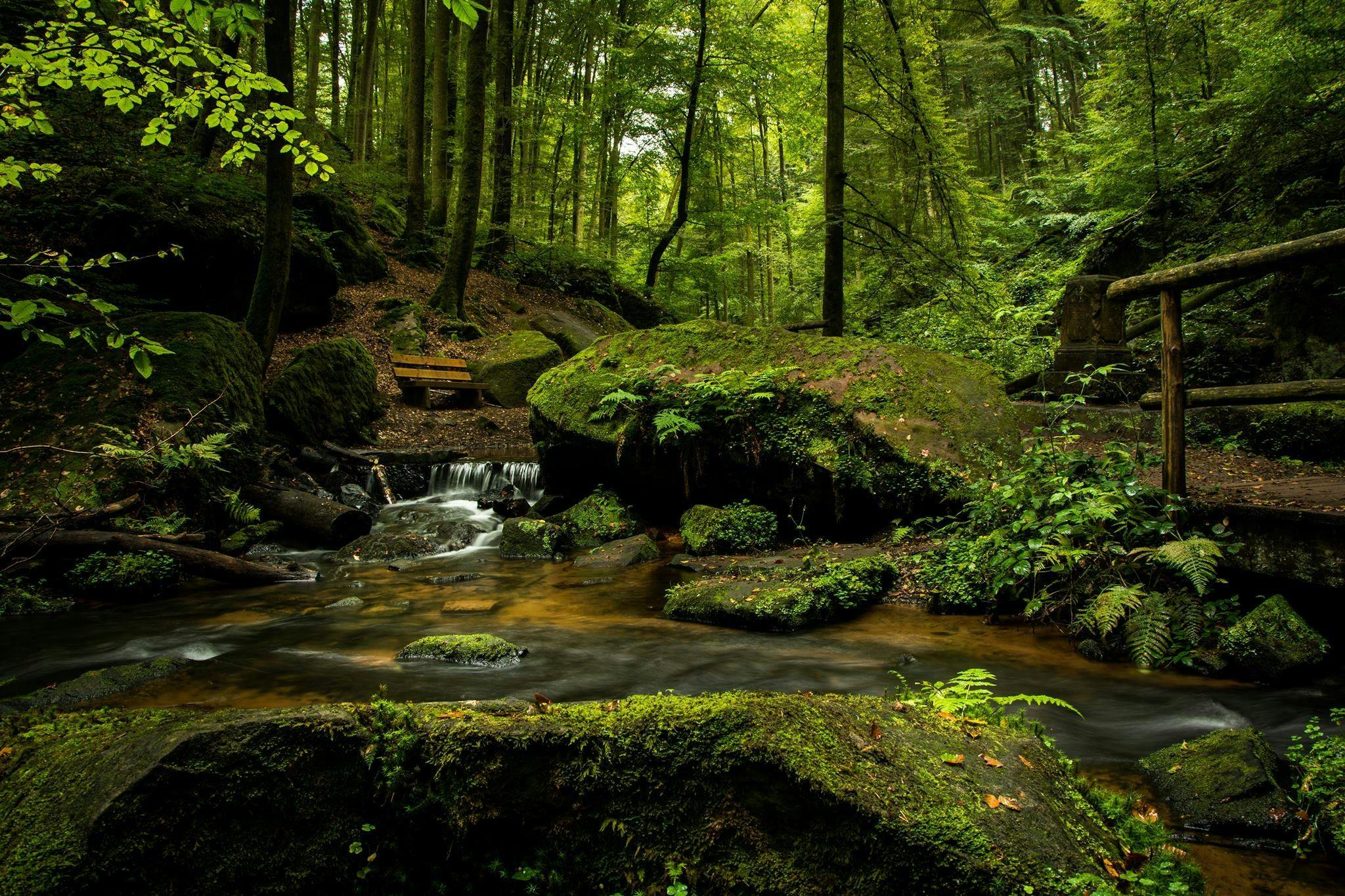 Pemandangan Hutan
