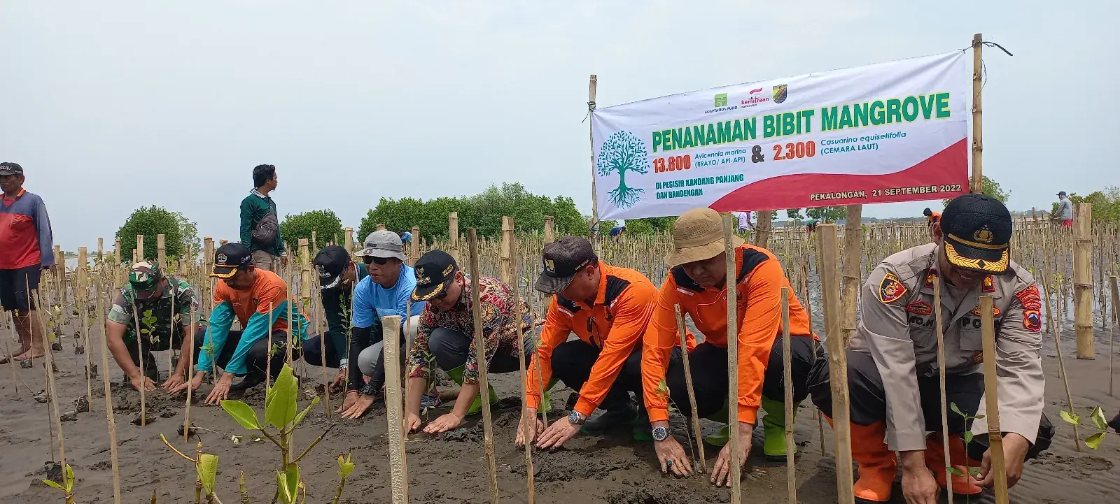 Penanaman Mangrove Pesisir Kandang Panjang