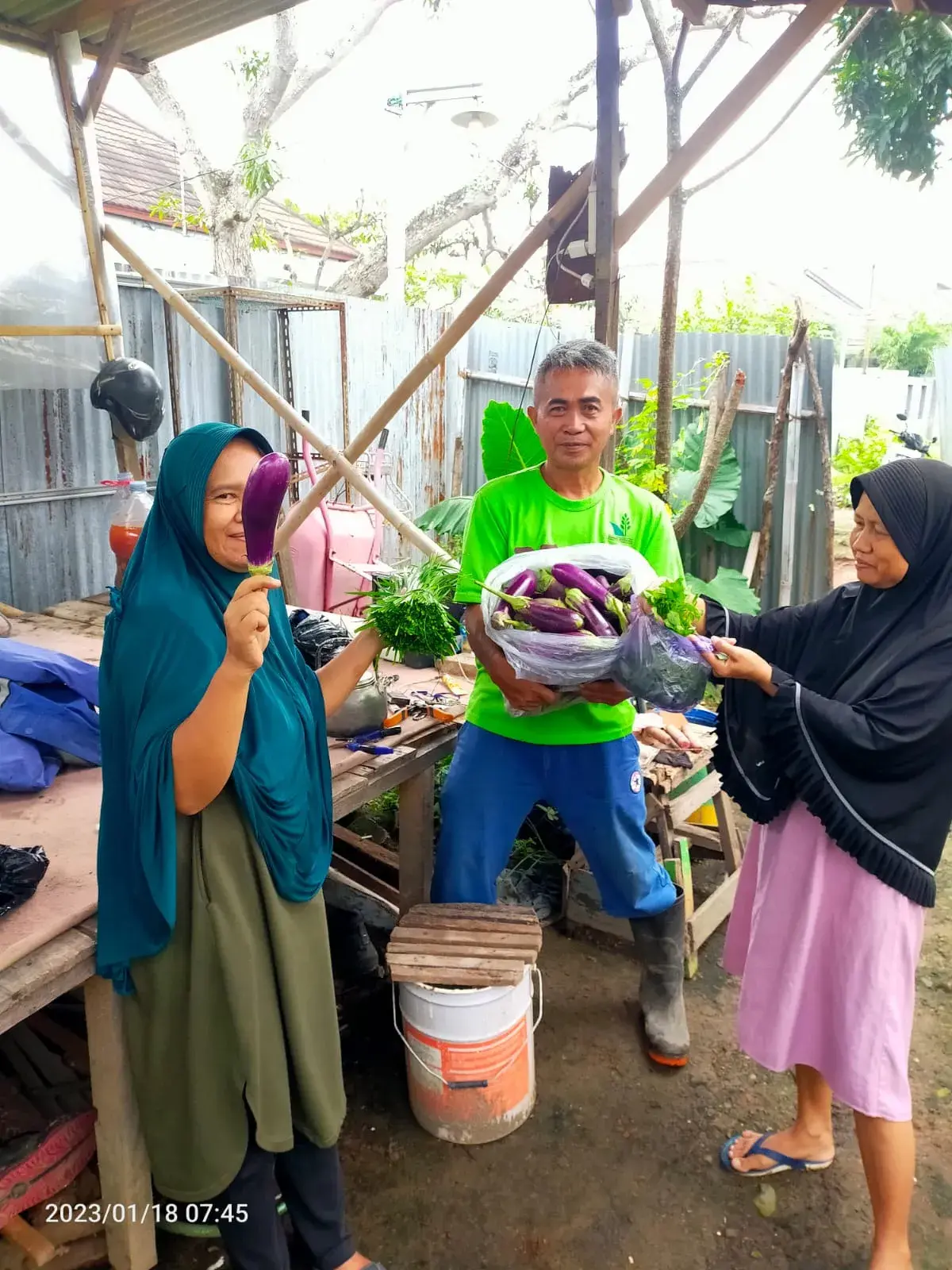 Panen Terong Hasil Kebun Urban Farming RW 10 Kelurahan Krapyak